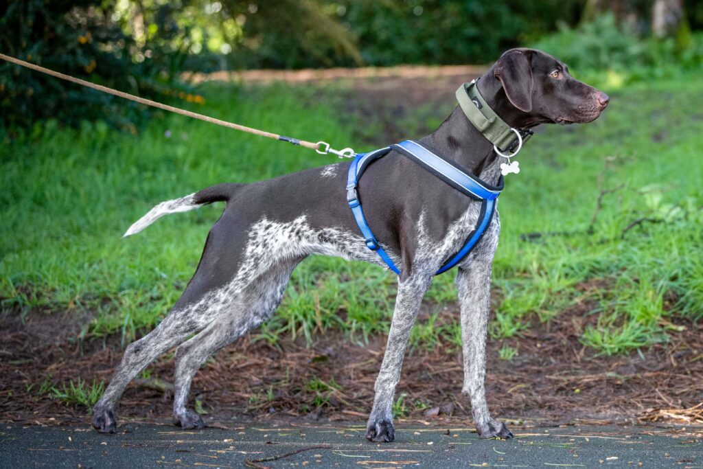 Pointer searching for air scent Mantrailing