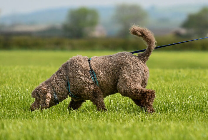 Standard Poodle Tracking