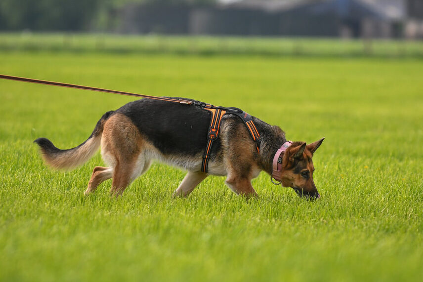 German Shepherd Tracking