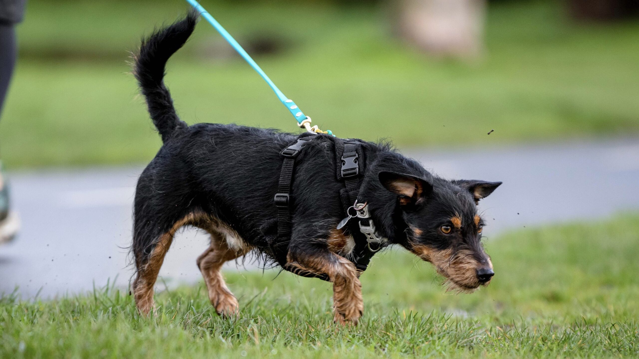 Terrier on the Trail in Mantrailing. 