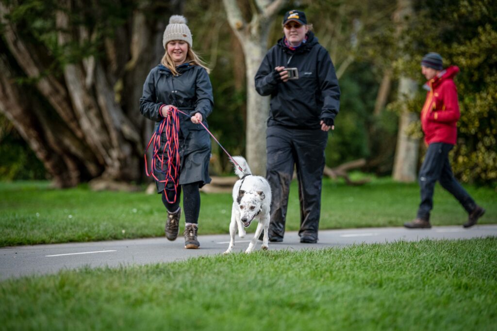 Rescue dog mantrailing with Trailing K9s