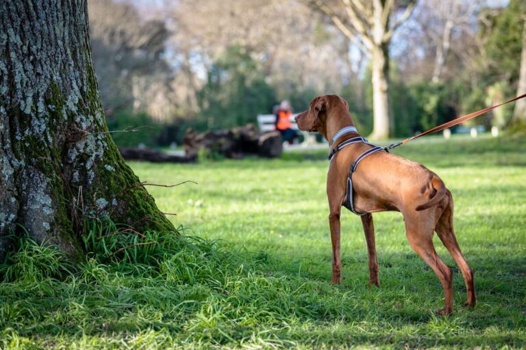 Reading Proximity Behaviour in the Mantrailing Dog