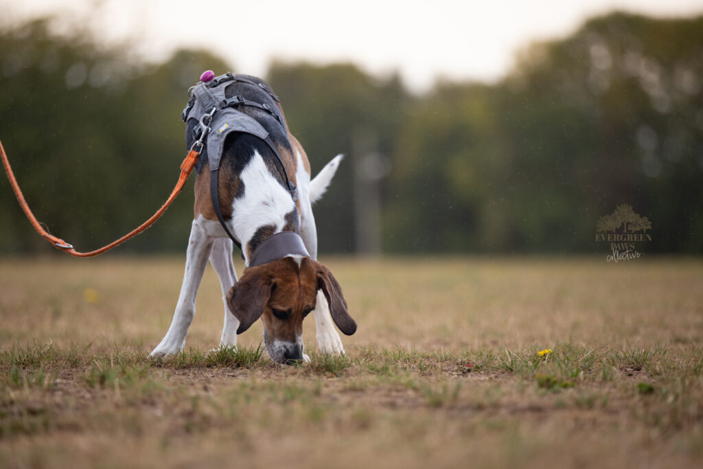 Trail Hound sniffing on the ground when mantrailing