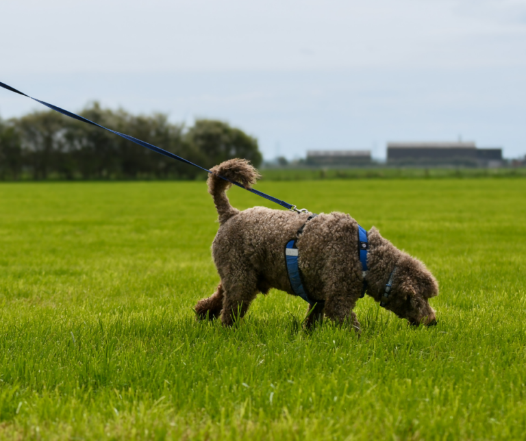 Standard poodle Tracking on grass