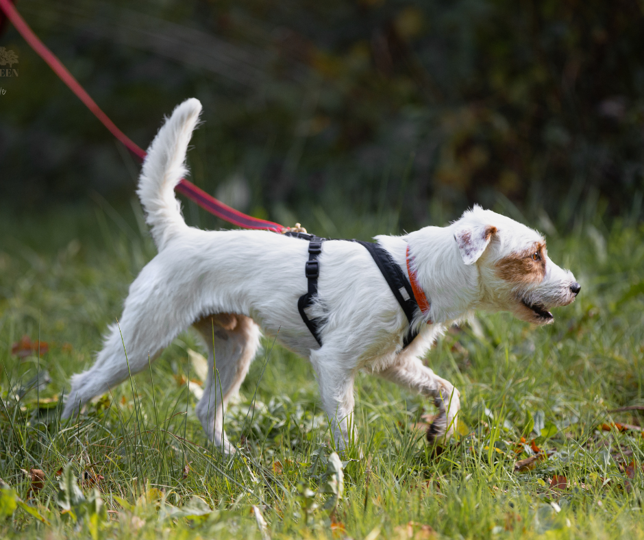 Terrier using air scent to solve a mantrailing puzzle