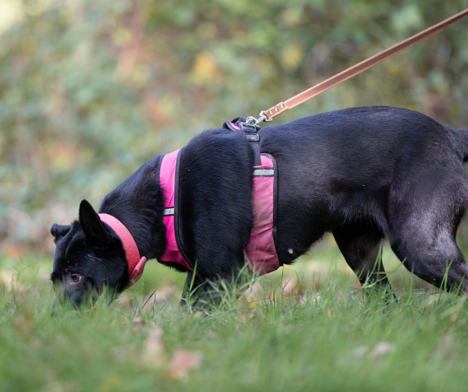 Black Malinois tracking in grass
